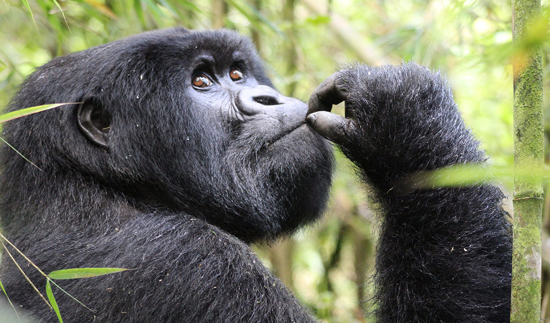 1-SVNP_Gorilla-Trekking_Emma-Wilson-15-1-scaled