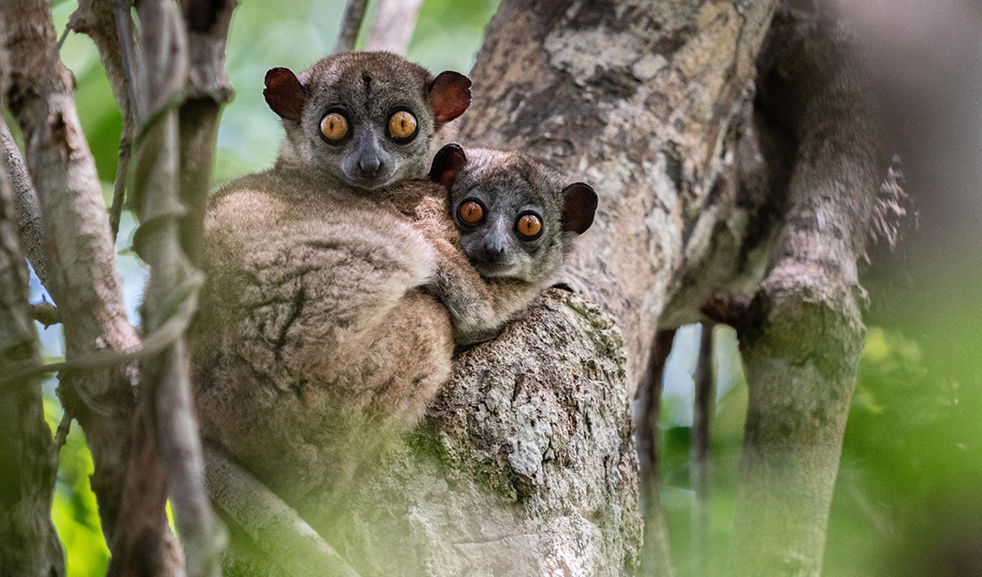 3-Bush-Babies