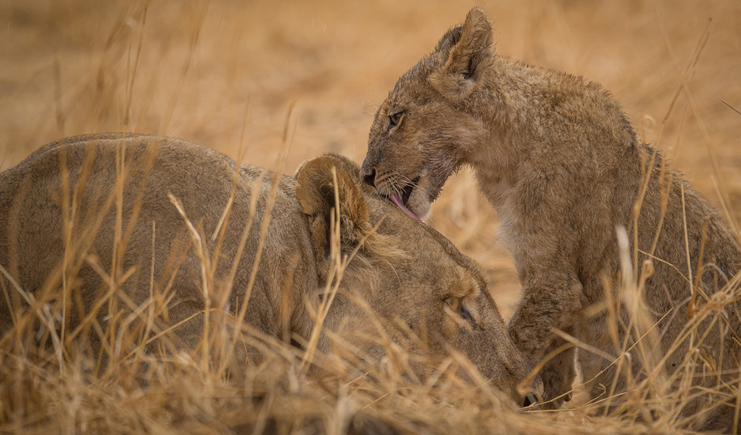 3-Lion-cub-and-mom