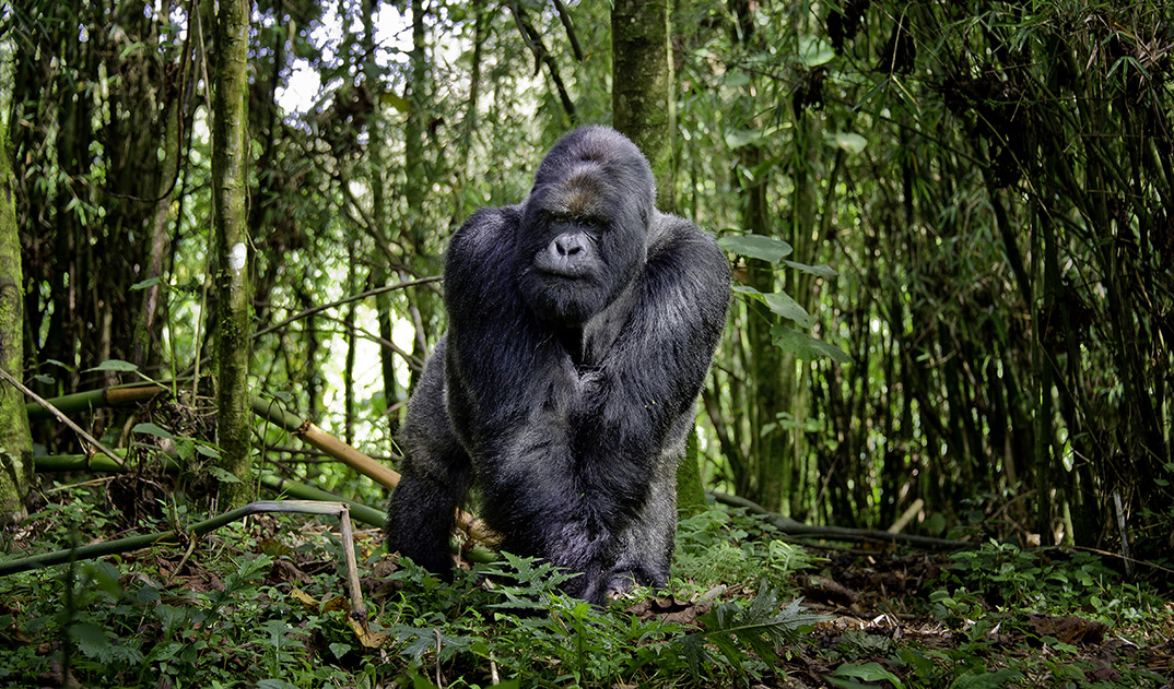 4-Big-Gorilla