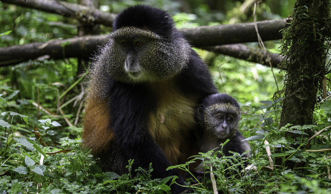 5-Golden-Monkey