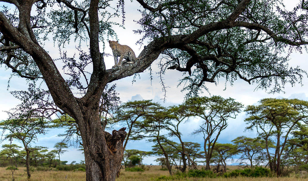 African Pathfinder - Leopard in tree