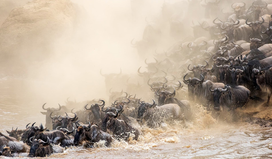 5-wildebeest-in-the-mist-Kenya
