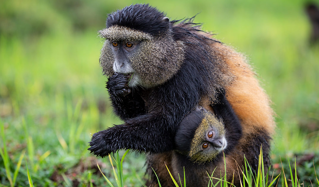 6-Golden-Monkeys