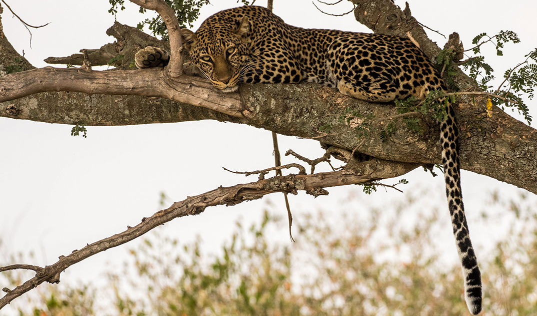 6-leopard-in-tree-Kenya
