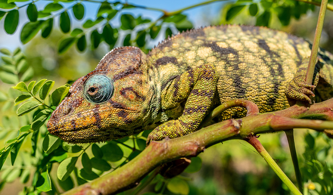 7-Chameleon