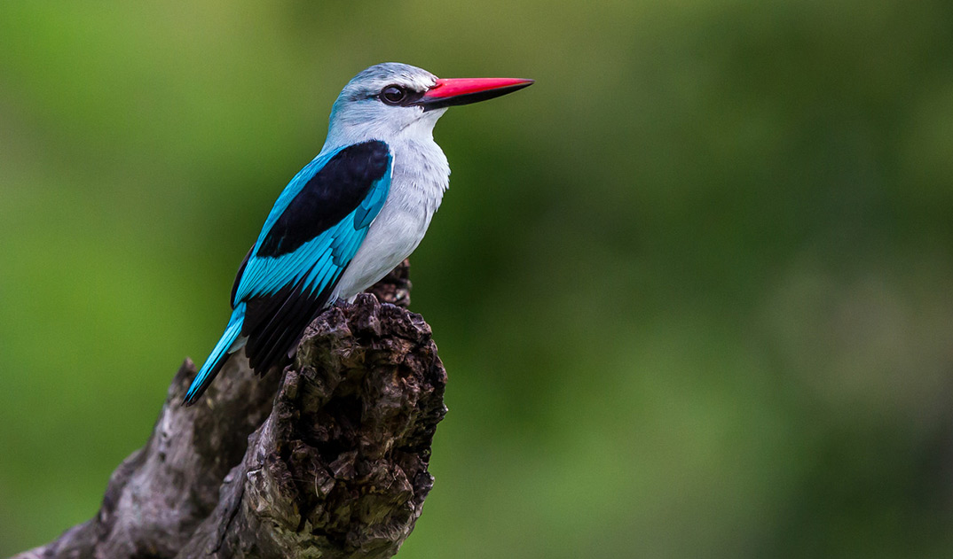 8-Kingfisher