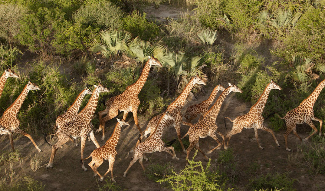 8-giraffe_wildlife_23