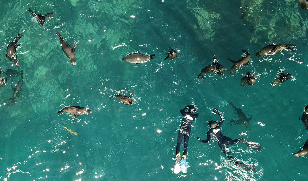 Drone-Seals