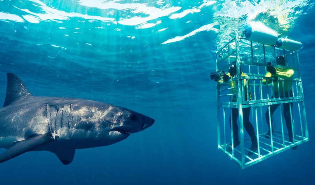Shark-Cage-Diving-Cage-1074-631