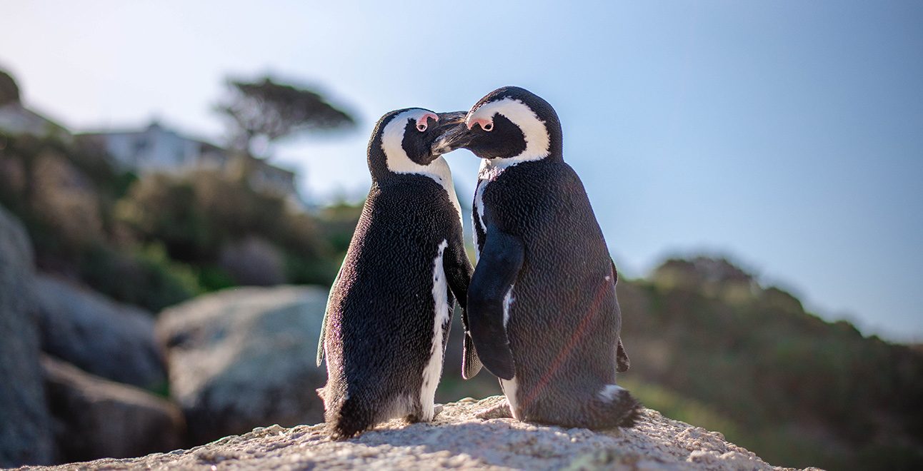 2-Penguins