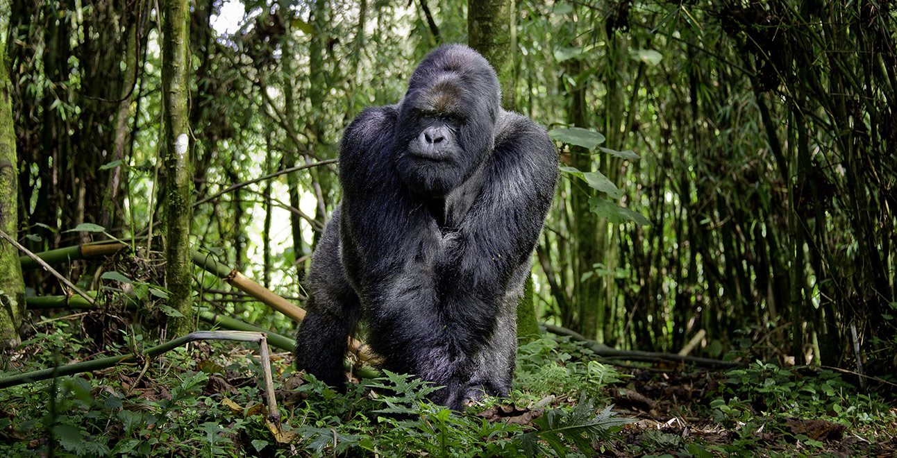 Big-Gorilla